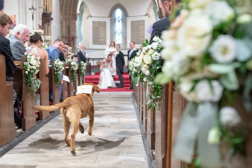 labrador retriever delivers bride groom rings church ceremony channel islands s r urwin destination wedding photography