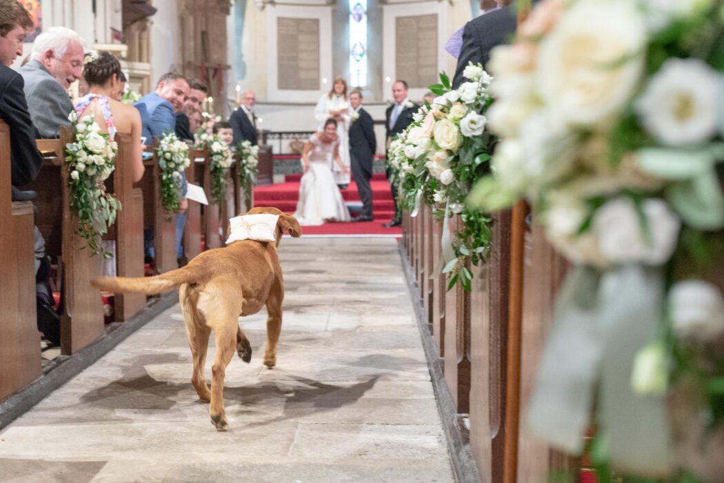 dog carries ring alderney church ceremony channel islands destination wedding photographer